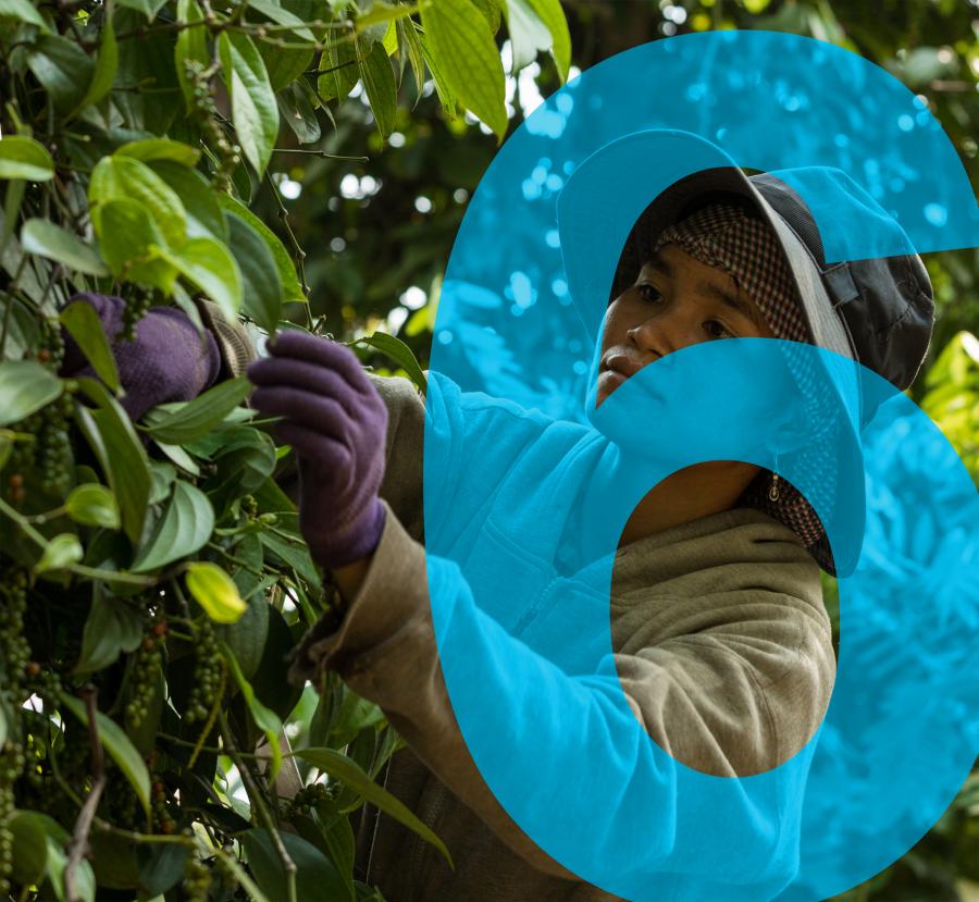 6. farm worker picking berries from a tree